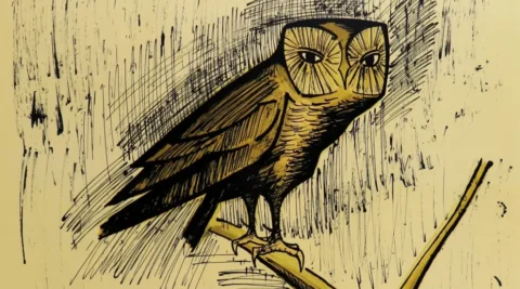 Owl